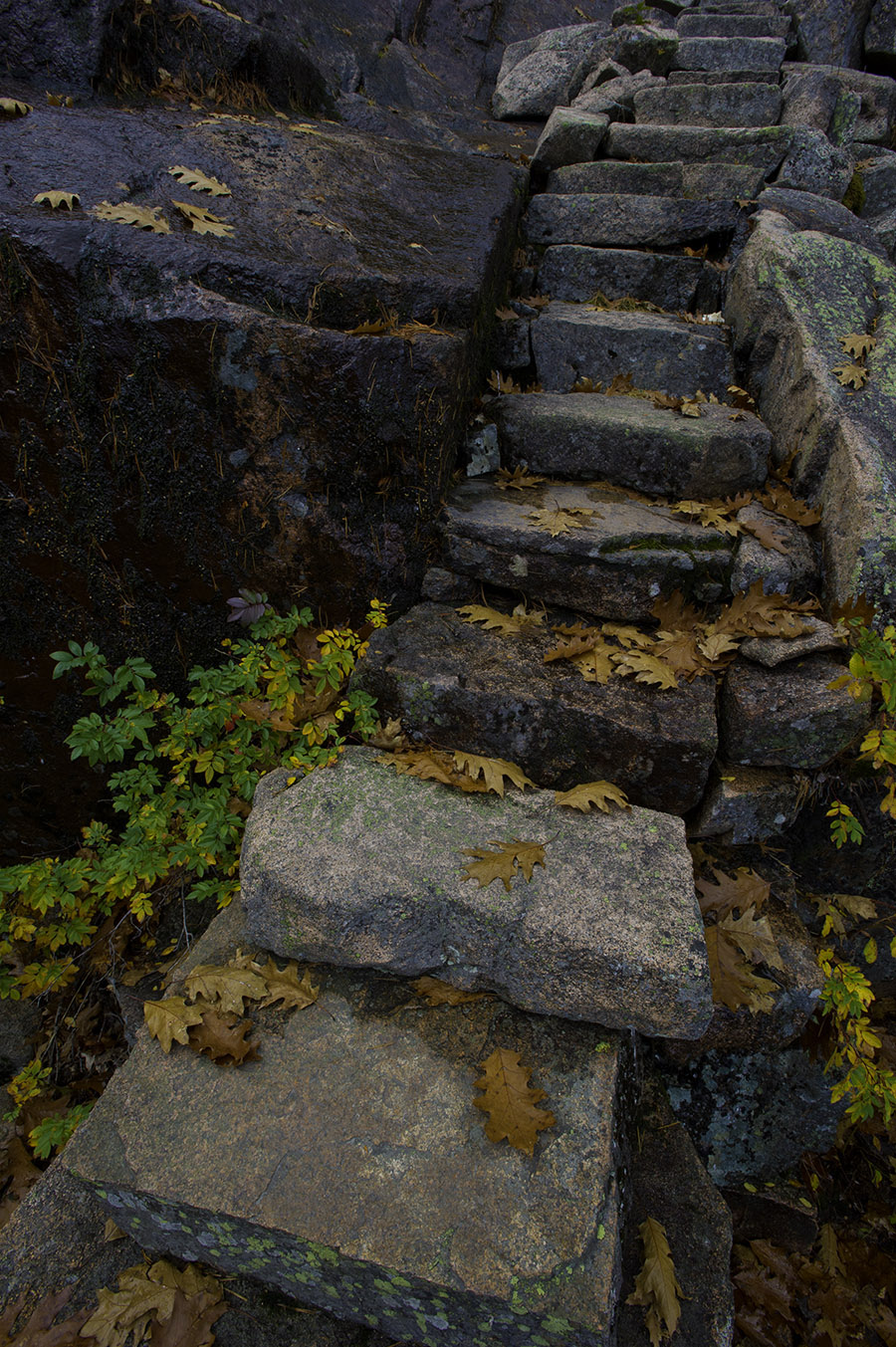 Stairs on Dorr Mountain 4