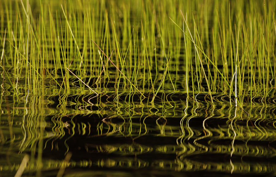 Eagle Lake Grass 2