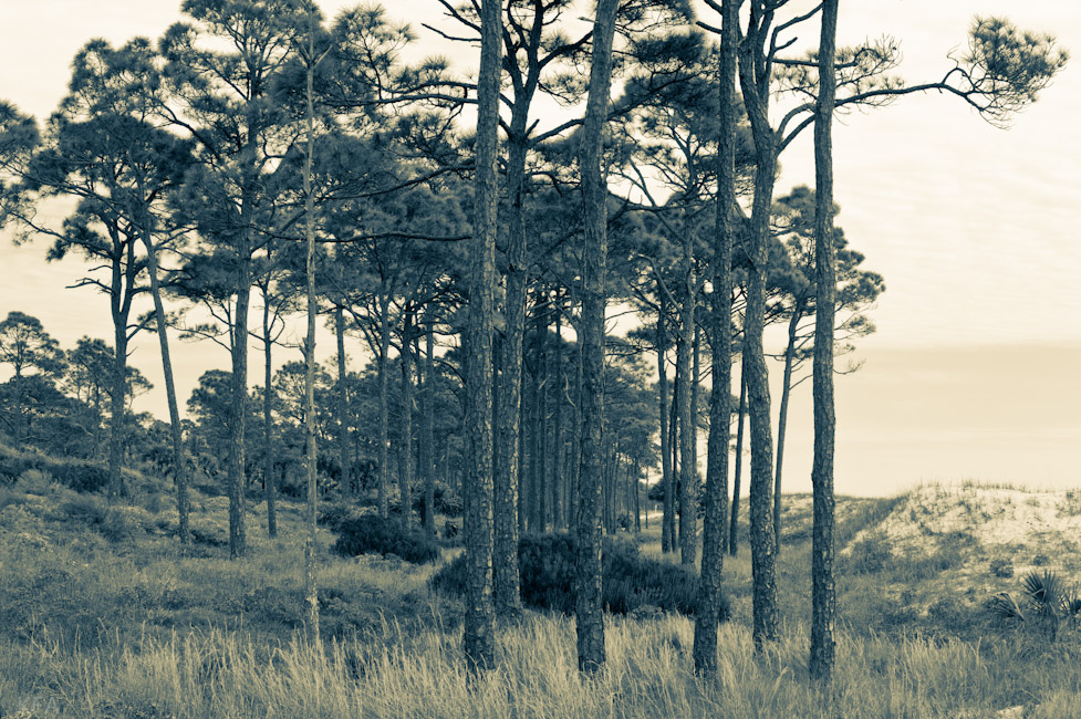 St Vincent Island Ocean Pines