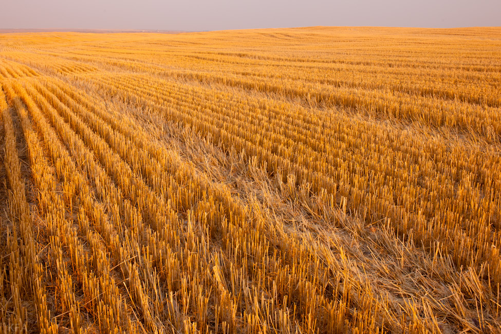 Wheat Stalks 0066