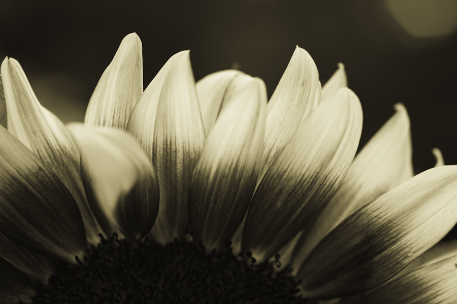Sun flower-2896