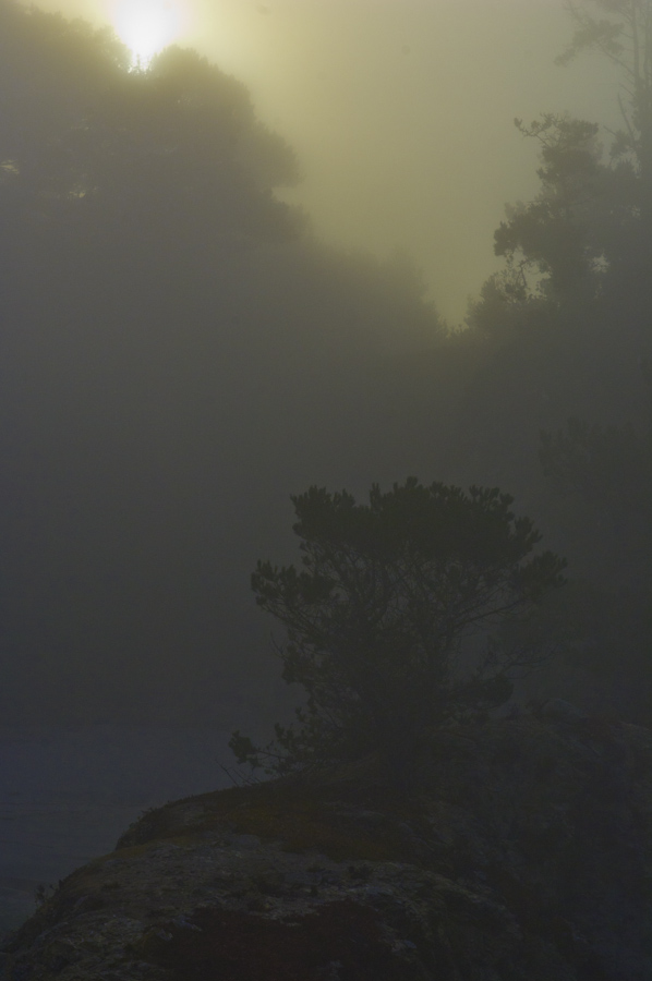 Point Lobos 3