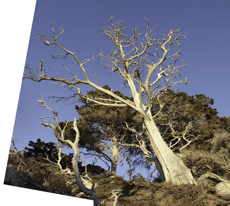 Point Lobos Pine 2
