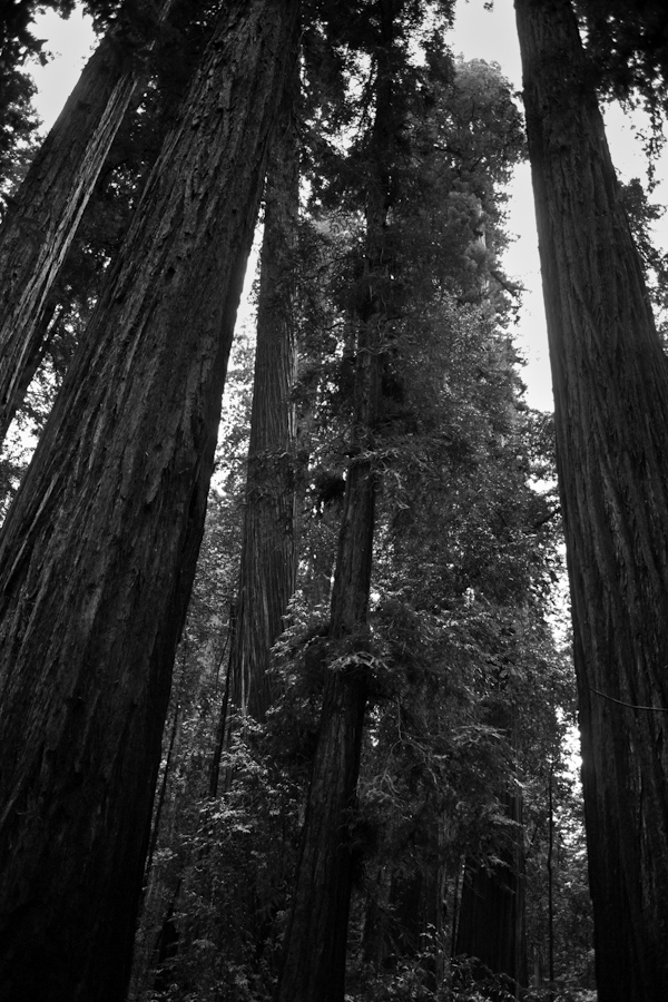 Mendicino Redwoods 1