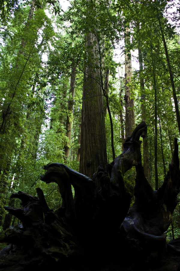 Mendicino Redwoods 3