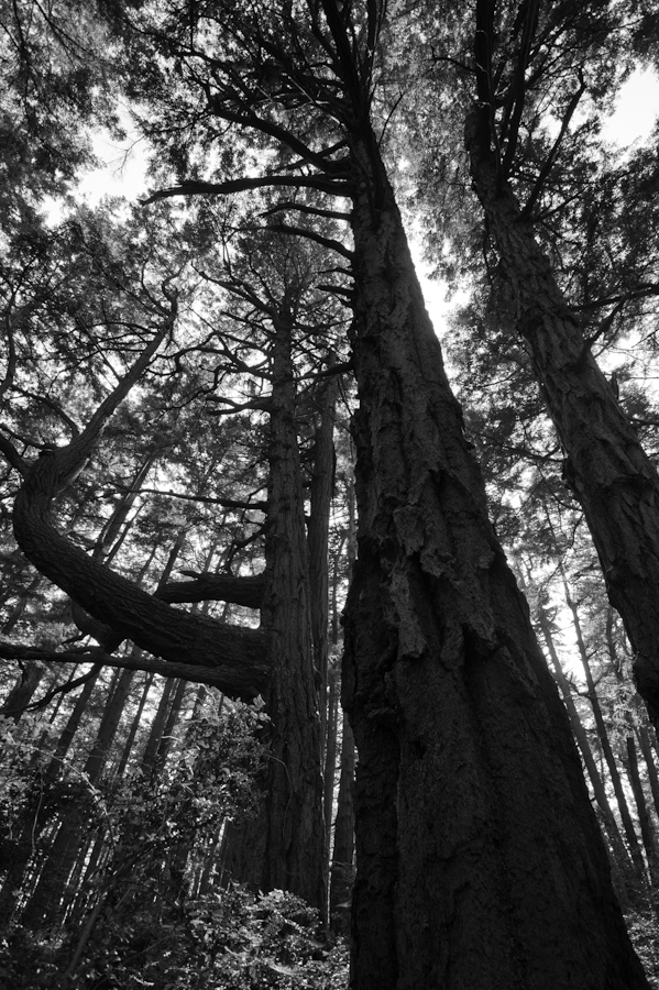 Hornby Island Giant Trees 3653