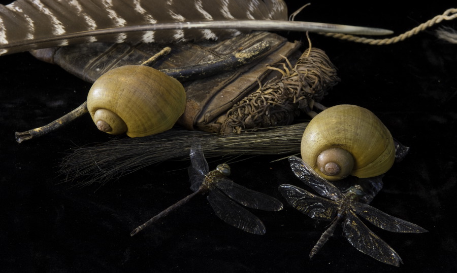 Dragonflies and Shells