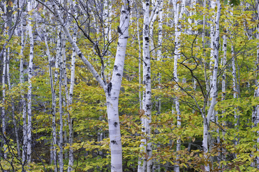 White Birch Forest 9107