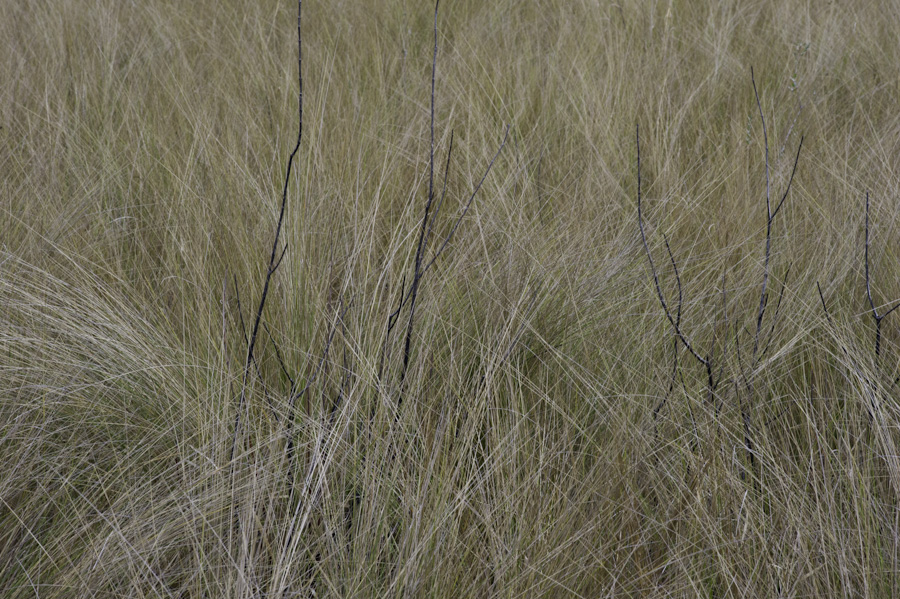Prairie Grass 8862