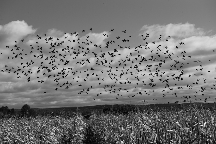 Blackbirds over Corn 0737