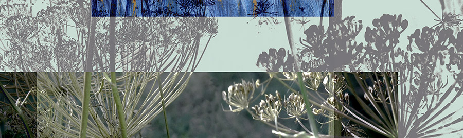 Anise Crop