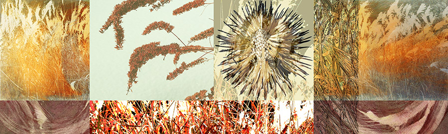 Feather Grass Echinacea