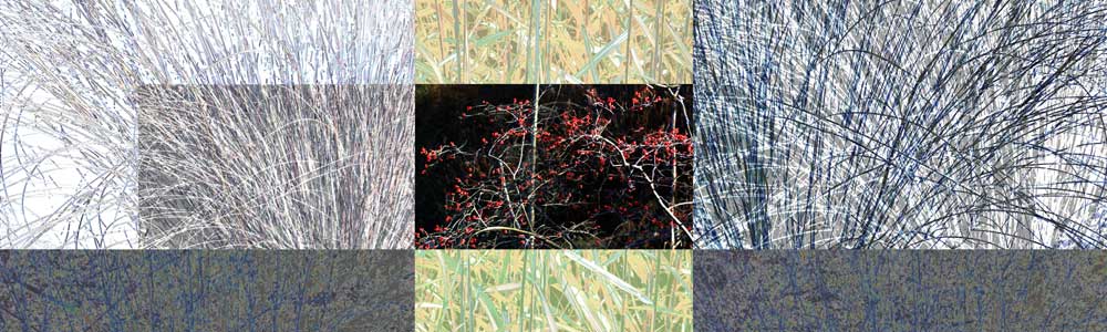 Rock Grass 2