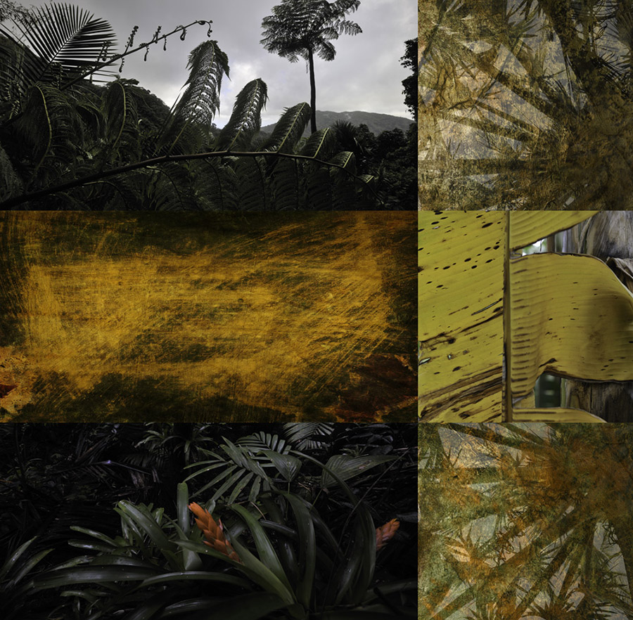PR 4 Deep Forest 