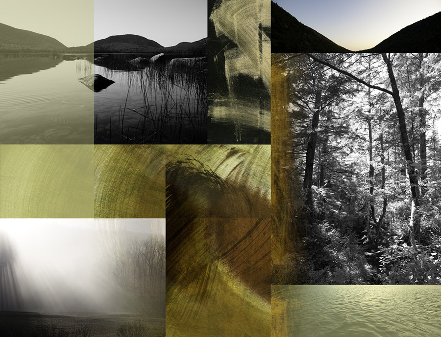 Vancouver Coastal Forest, Still Air