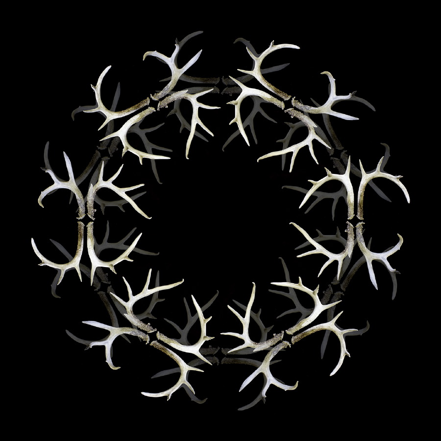 antler hex B