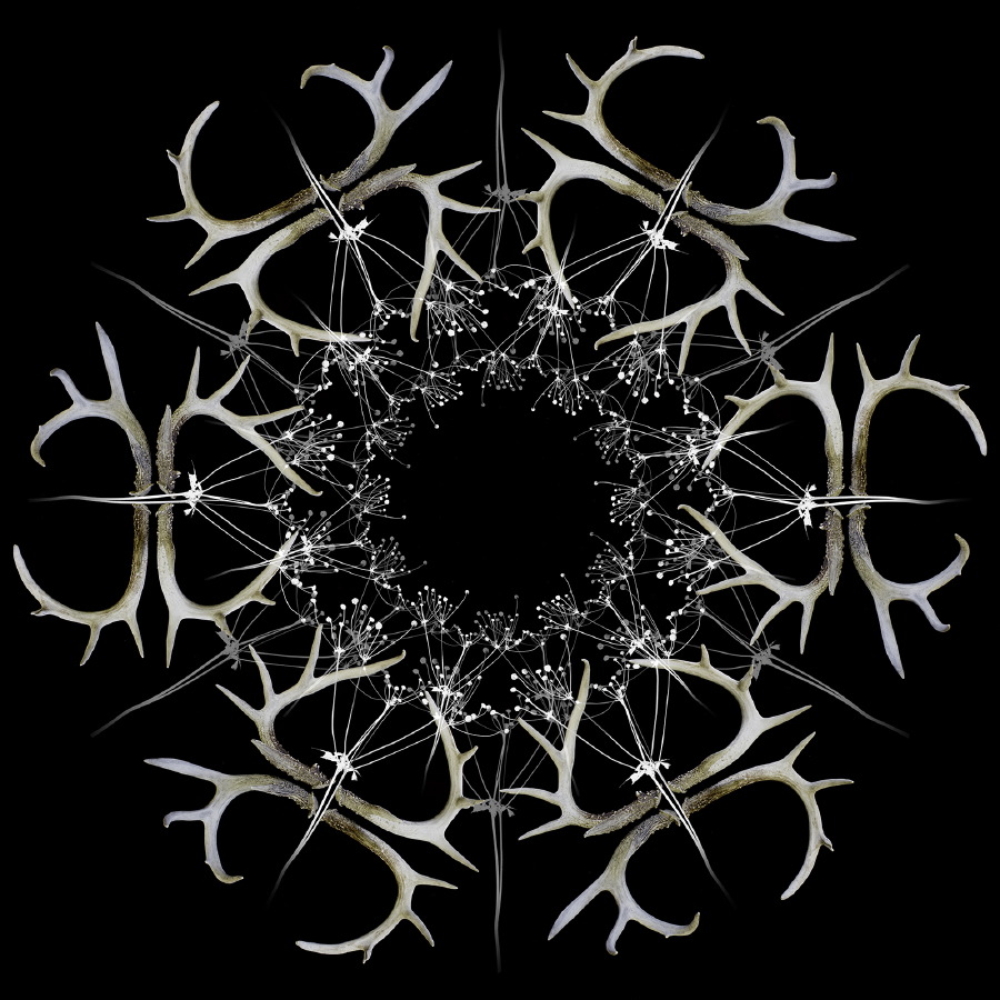 antler wheel 1 flat