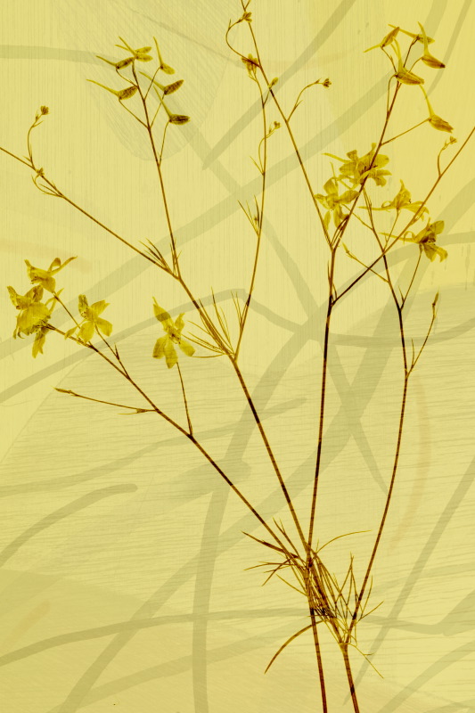 flower 1A