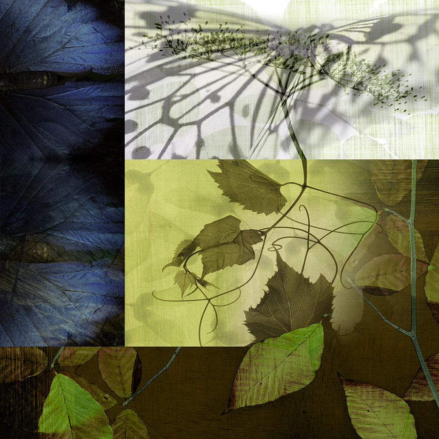 Butterfly and Vine