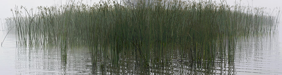 CT River Grass