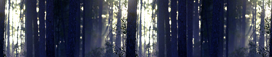 Florida Pines