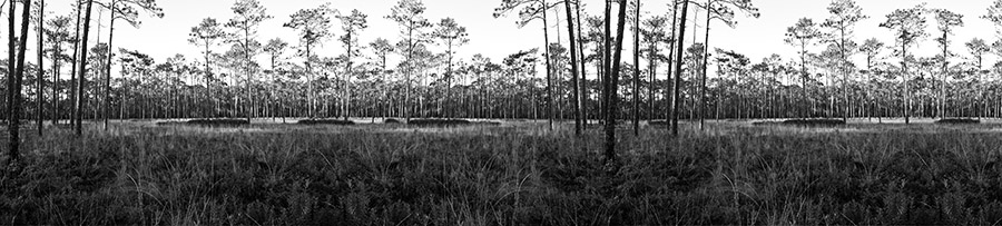 Ochlockonee pines