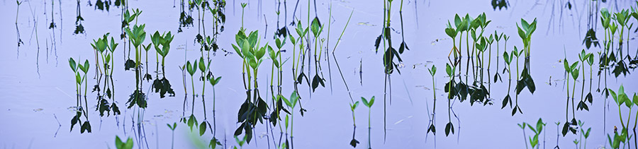 Pond Life