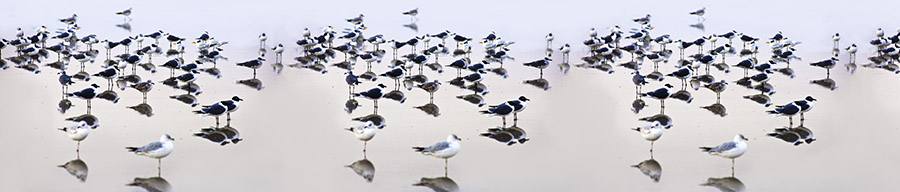 Seagul reflection
