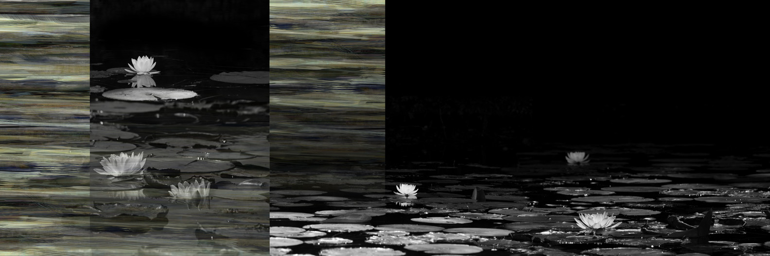 Waterlilly 2