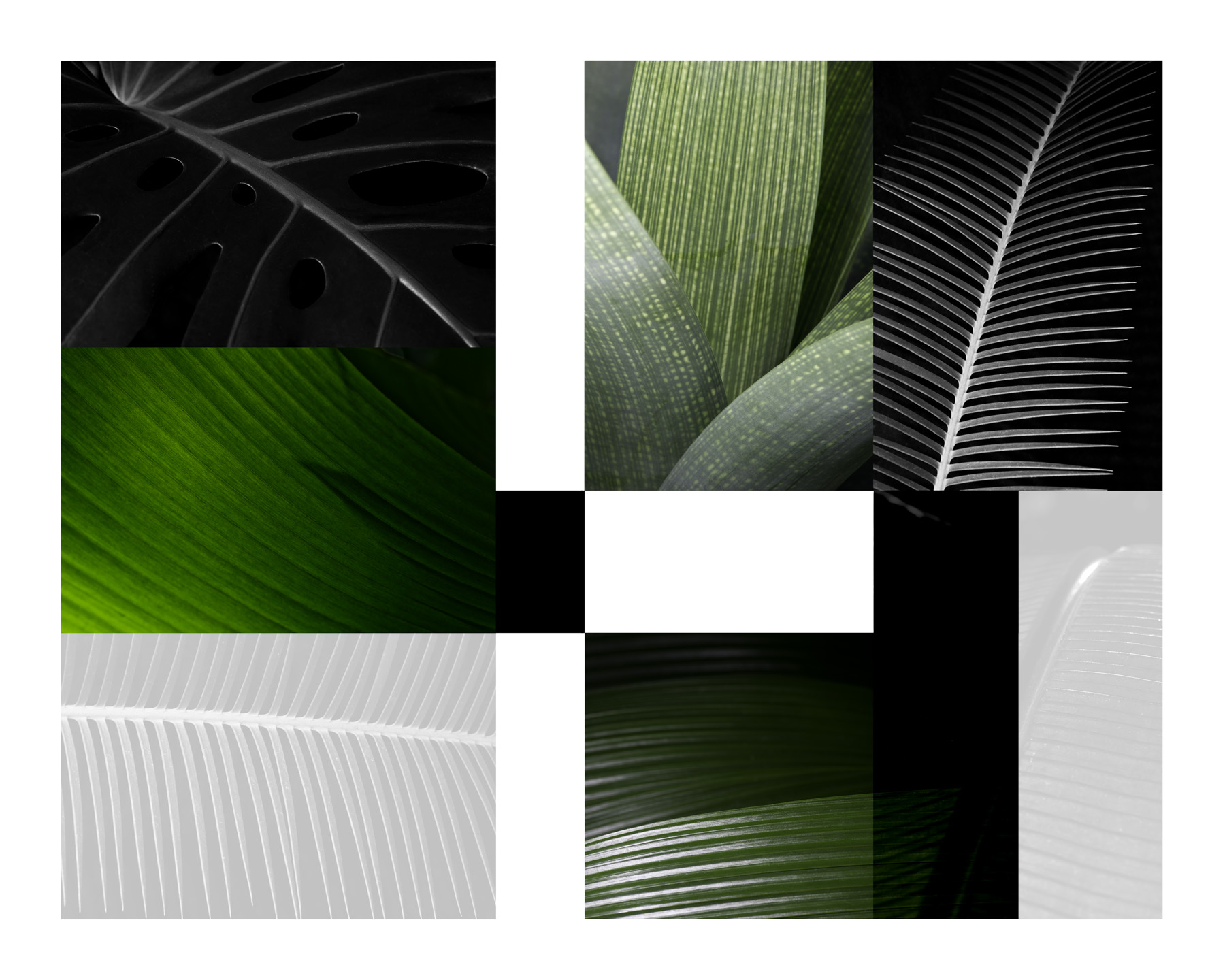 Palm Formal 1
