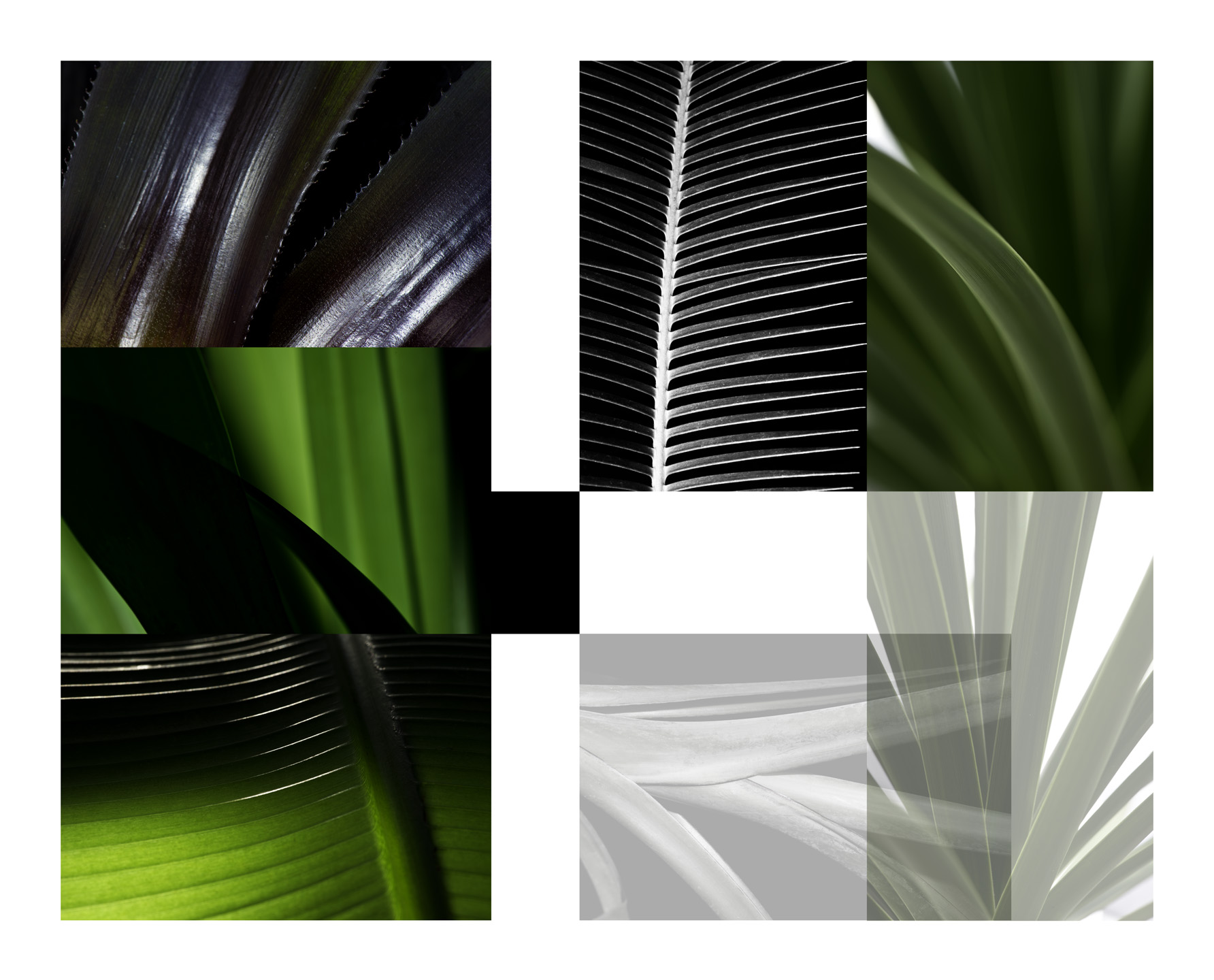Palm Formal 2