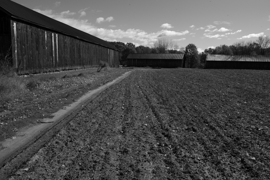 Hadley Tobacco Barns