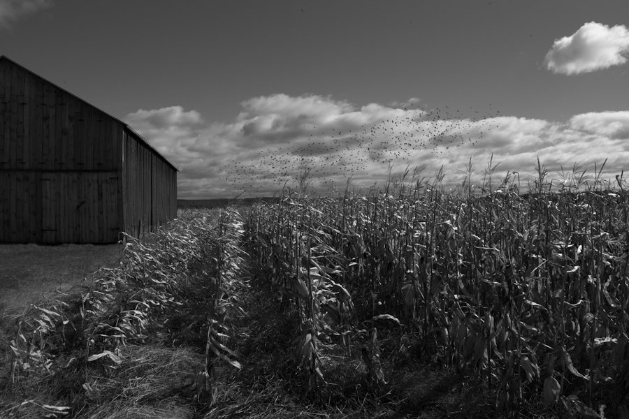 Hadley Tobacco Barns and Corn