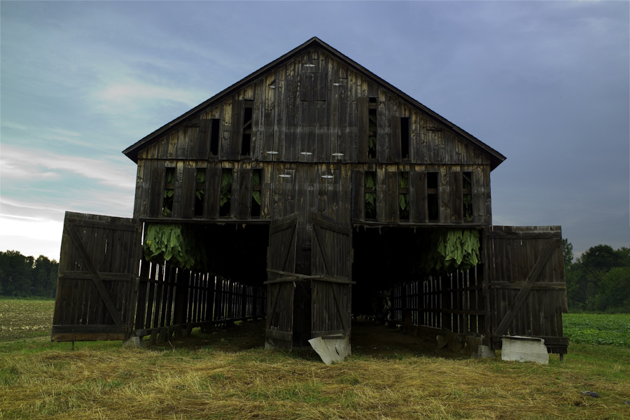Tobacco Barn with tobacco