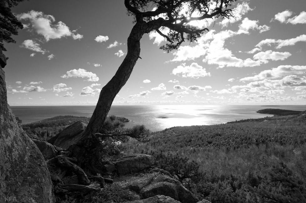 From the Beehive 1