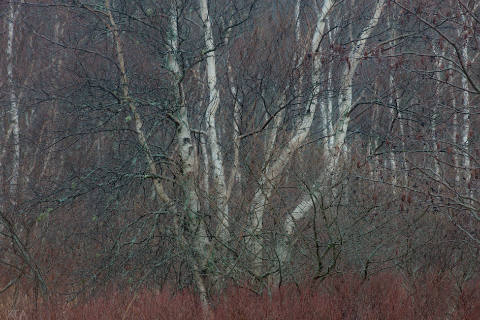 Birch Below Precipice Trail
