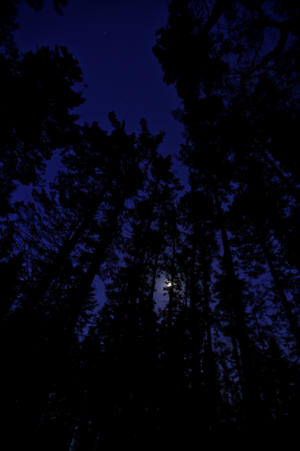 Camp Site Pines
