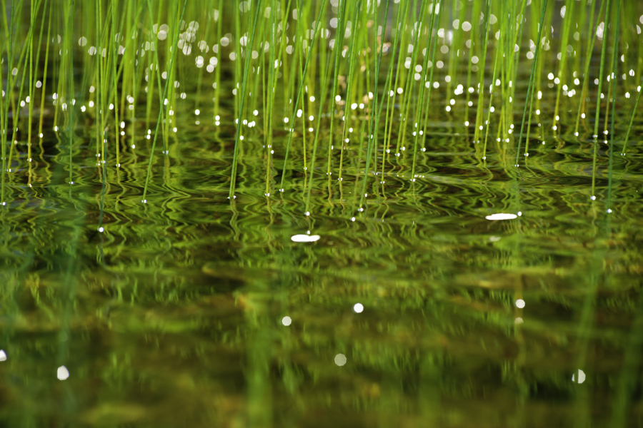 Eagle Lake Grass 1