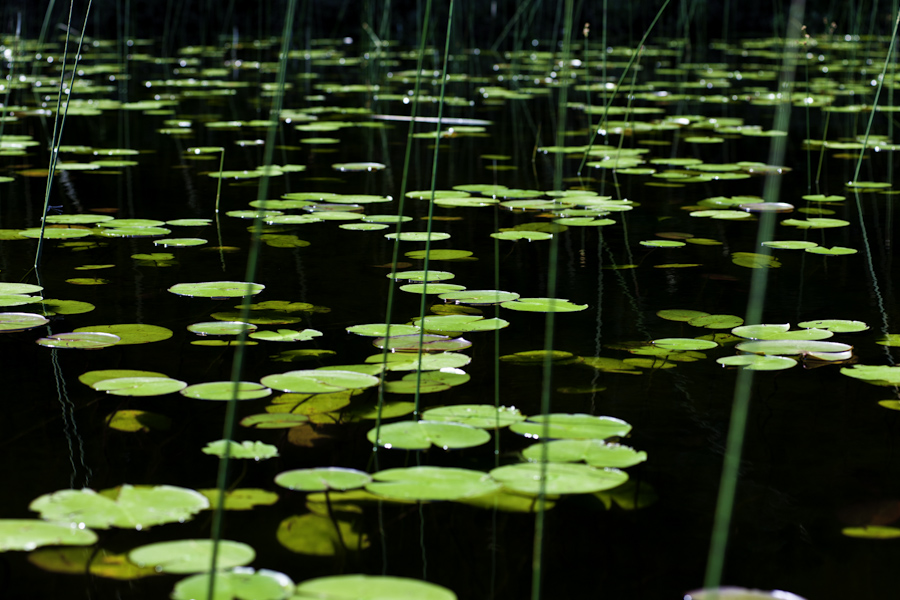 Eagle Lake Lilly Pads