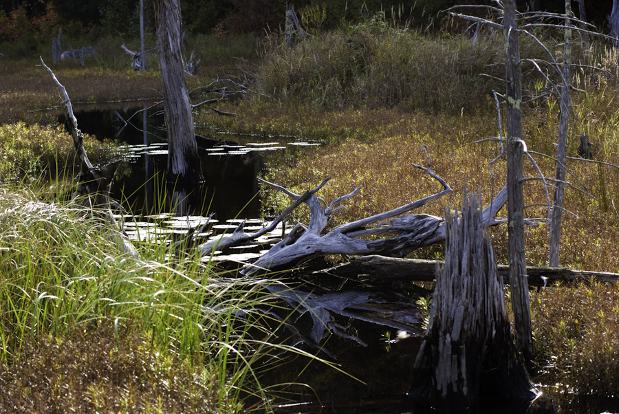 The Tarn 1