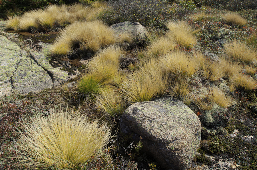 Cadillac Grasses 1