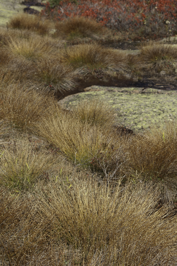 Cadillac Grasses 2