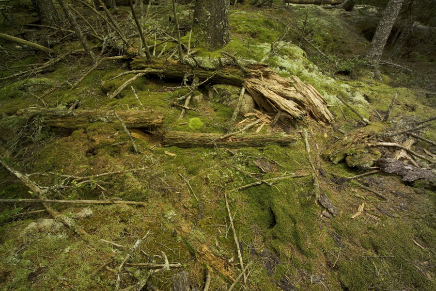 Forrest Near Otter Cliffs