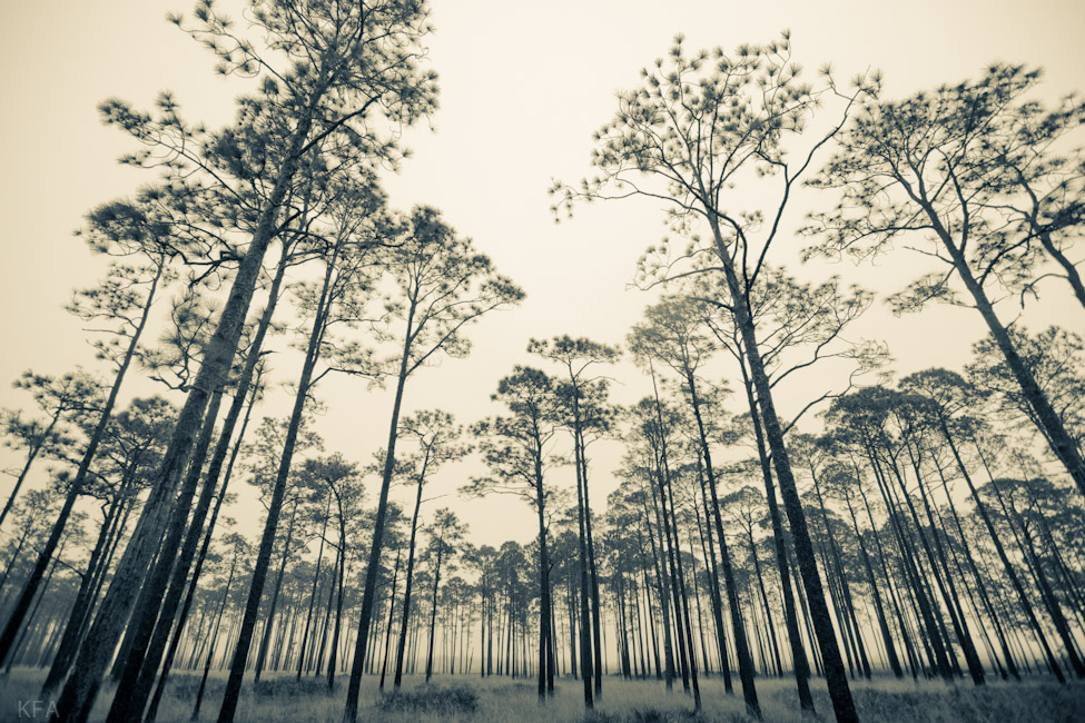 Turp Pines 1
