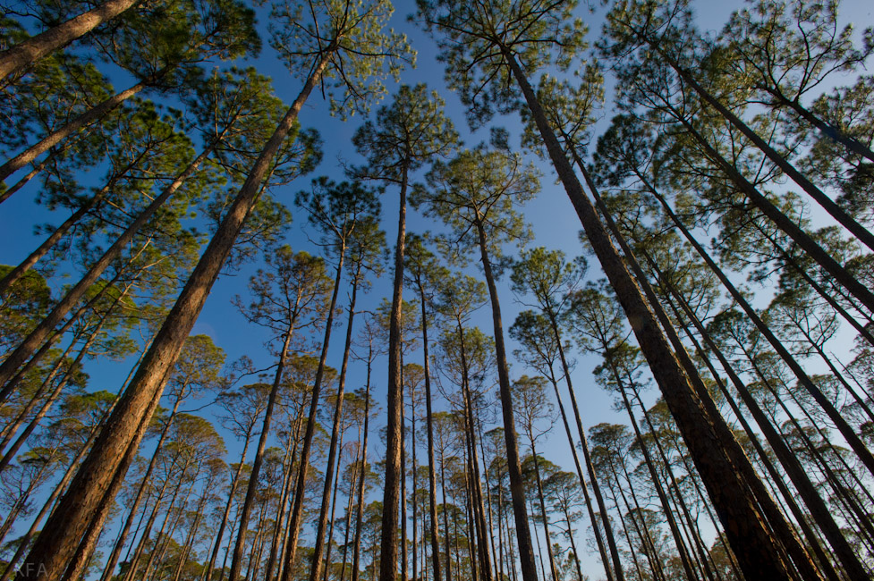 Ochlockonee Pines 1