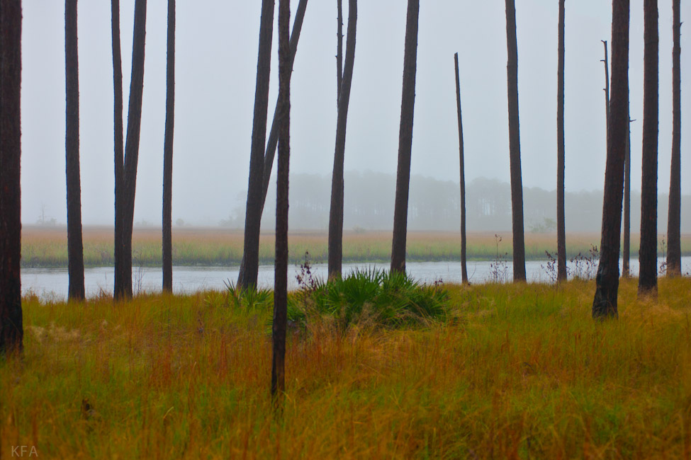 Ochlockonee Pines 2
