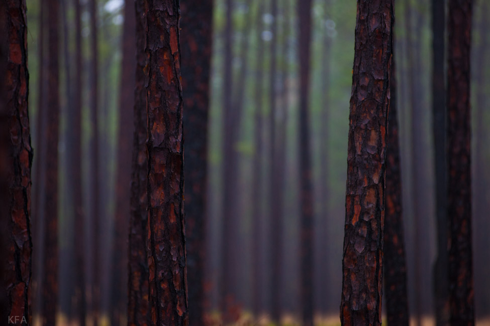 Ochlockonee Pines 3