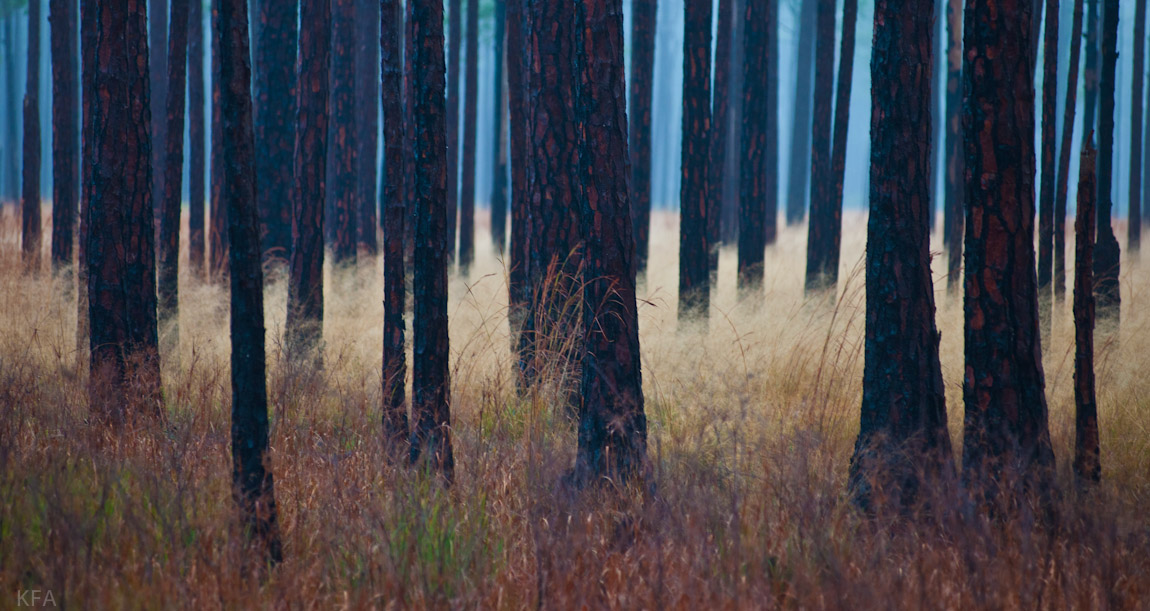 Ochlockonee Pines 4