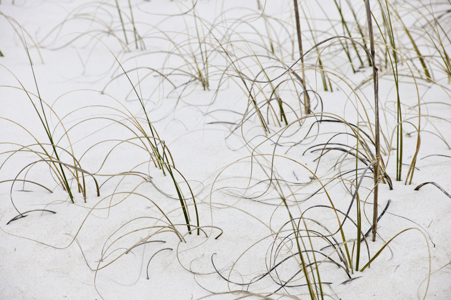 Dune Grass 2