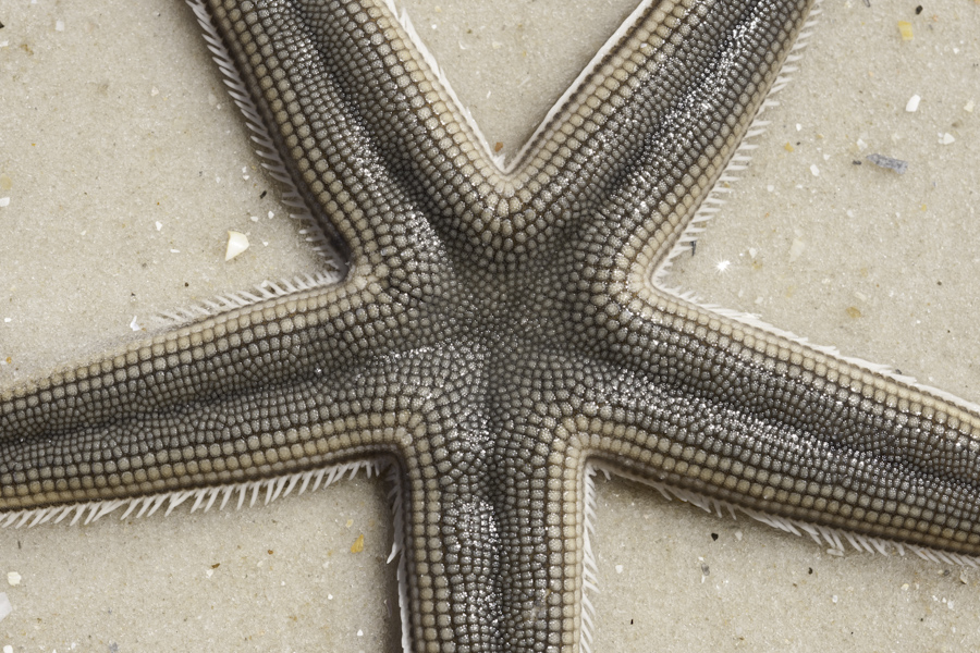 Starfish